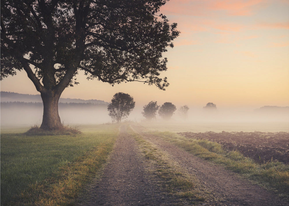 Mystic Path | Poster