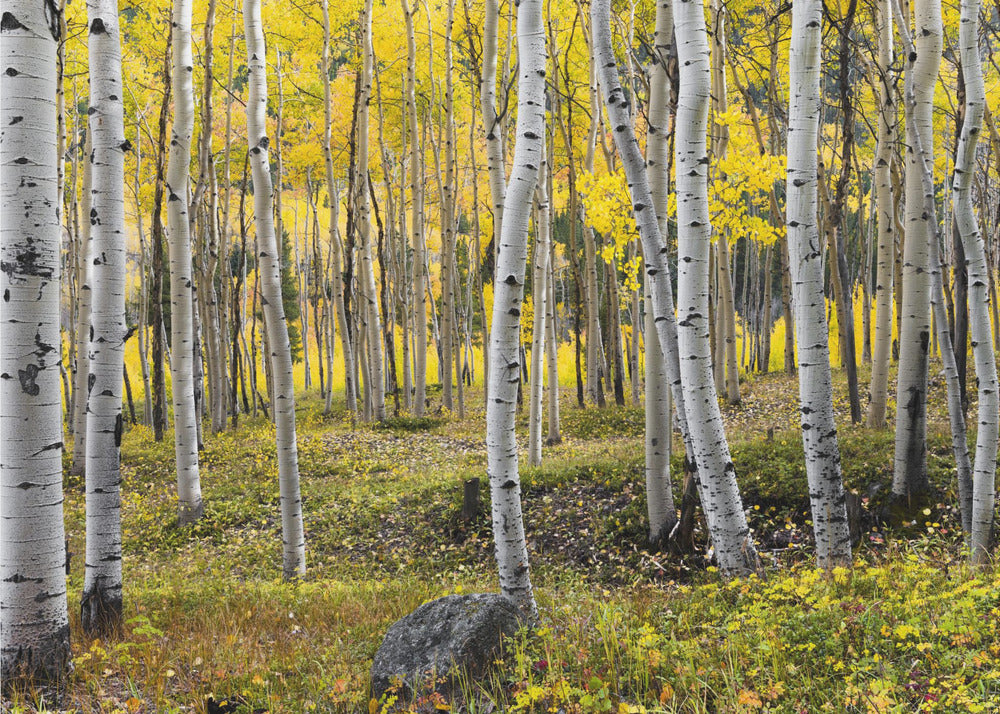 Autumn Birchs | Poster