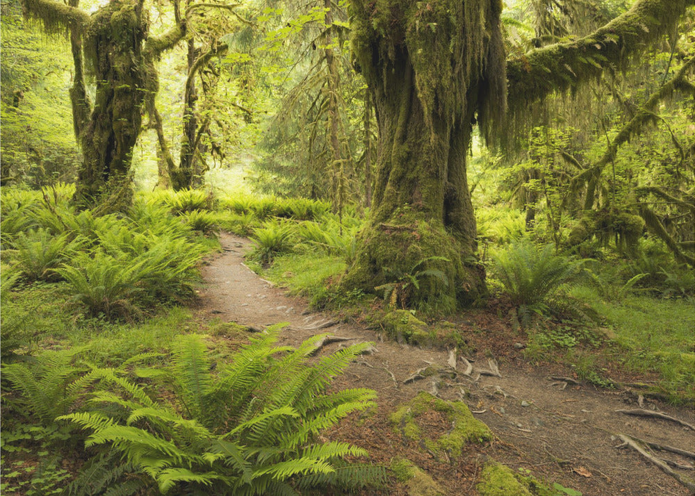 Hoh Rainforest | Wallpaper
