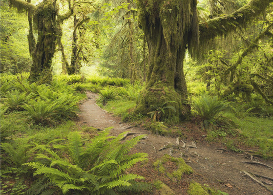 Hoh Rainforest | Wallpaper