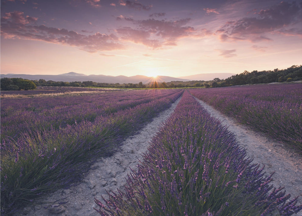 Purple Provence | Wallpaper