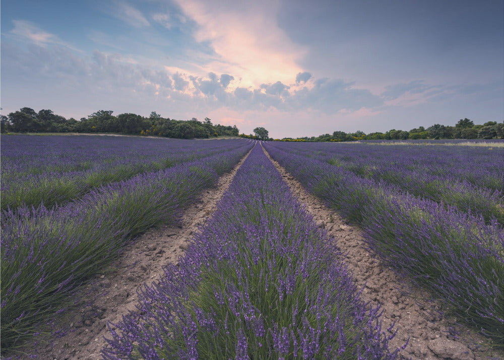 Blue Lavender | Poster
