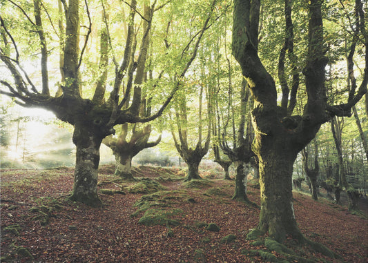 Magic Grove | Wallpaper