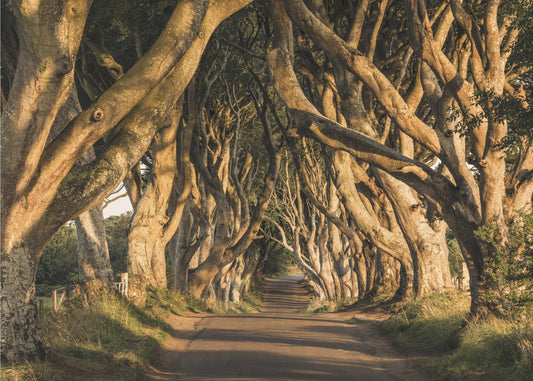 The Avenue | Wallpaper