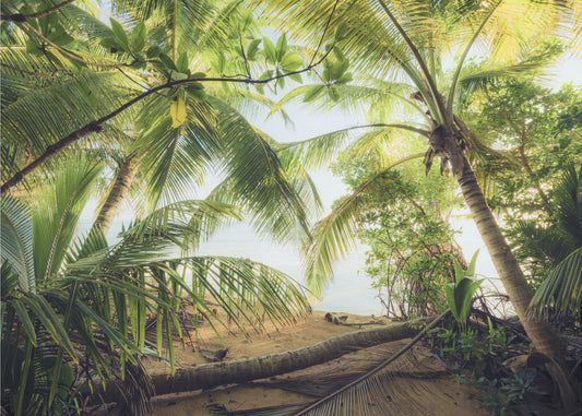 Pirates Nest | Wallpaper