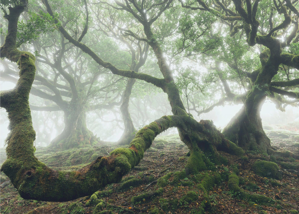 Mystic Laurel Forest | Wallpaper