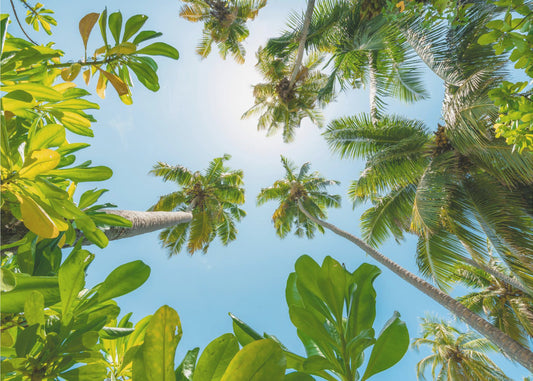 Tropical Up | Wallpaper