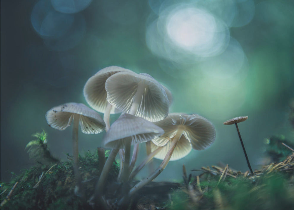 Forest Dreams | Canvas