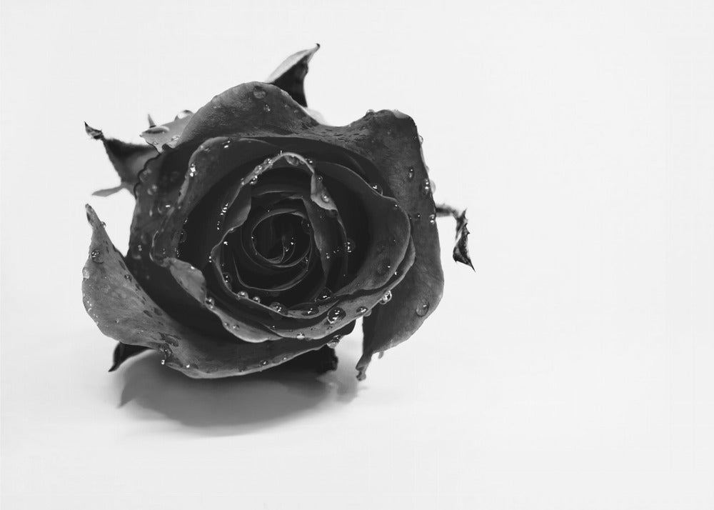 Rose Noir | Wallpaper