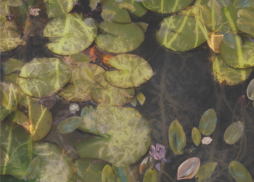 Pond plants | Canvas