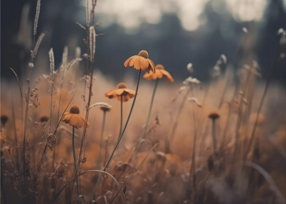 Golden Blossom Field | Poster