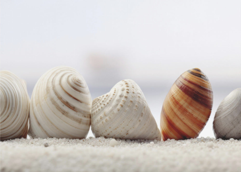 Seashell Symphony | Wallpaper