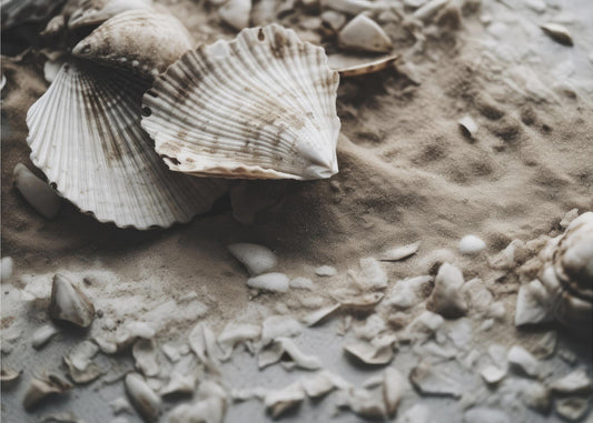 Seashell Serenity | Wallpaper
