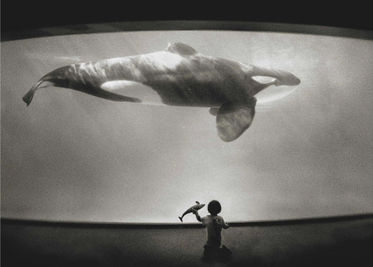 Within the Orca's Domain | Wallpaper