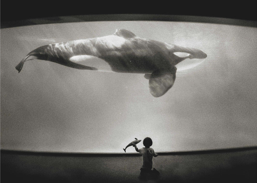 Within the Orca's Domain | Wallpaper