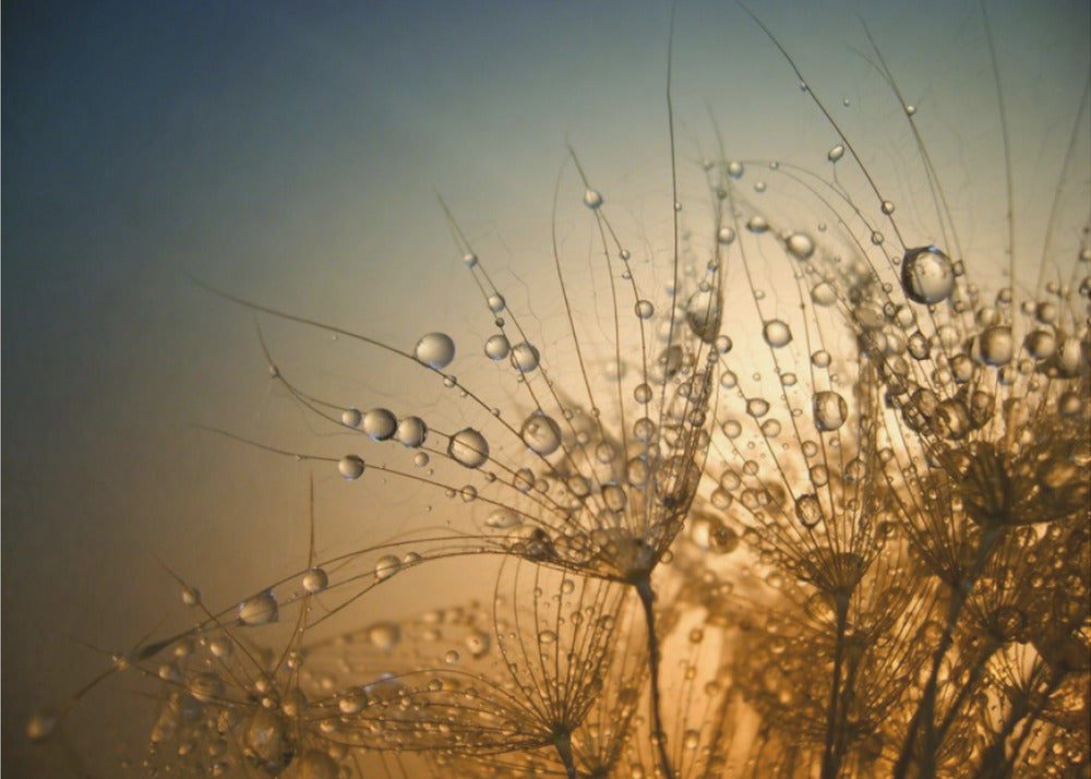 Tender is the Night | Canvas