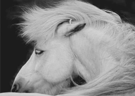 Listen to the Wind | Wallpaper