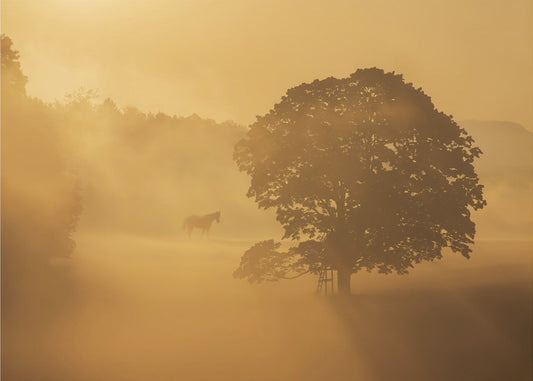 autumn morning | Wallpaper