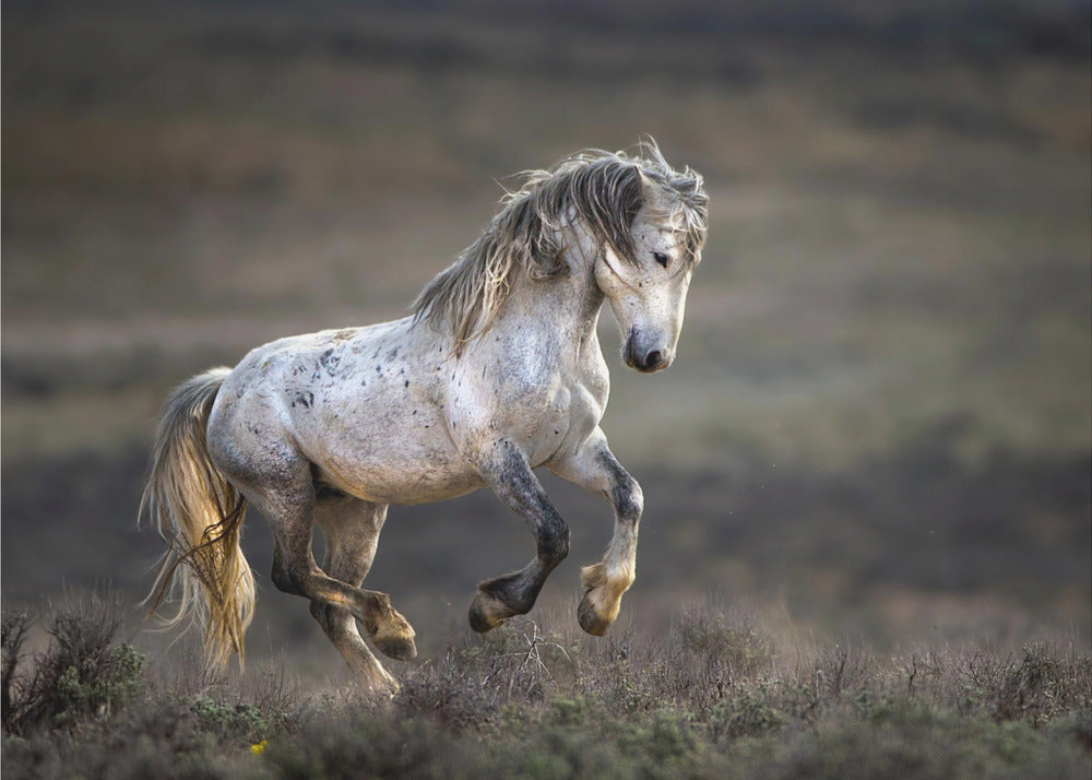 Mustang, Wild Horse / Equus ferus caballus | Poster