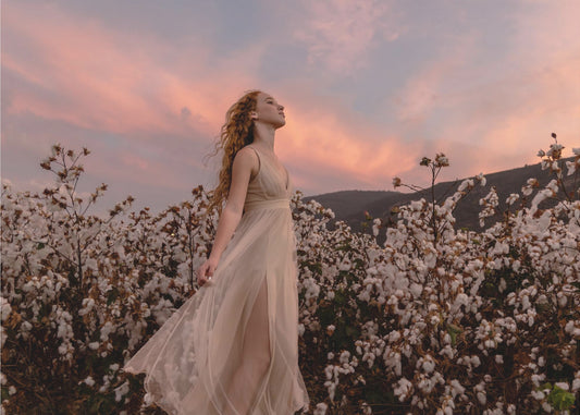 Sunset in the cotton field | Wallpaper