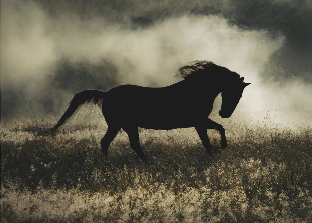 a short story about the morning glory | Wallpaper