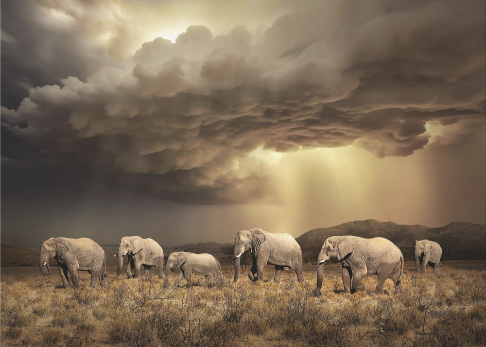 FreeElephants | Wallpaper