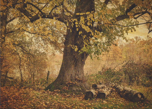 Old tree | Wallpaper