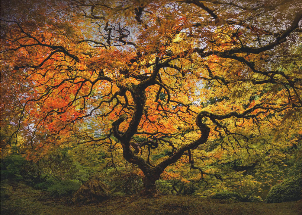 The maple Tree | Wallpaper