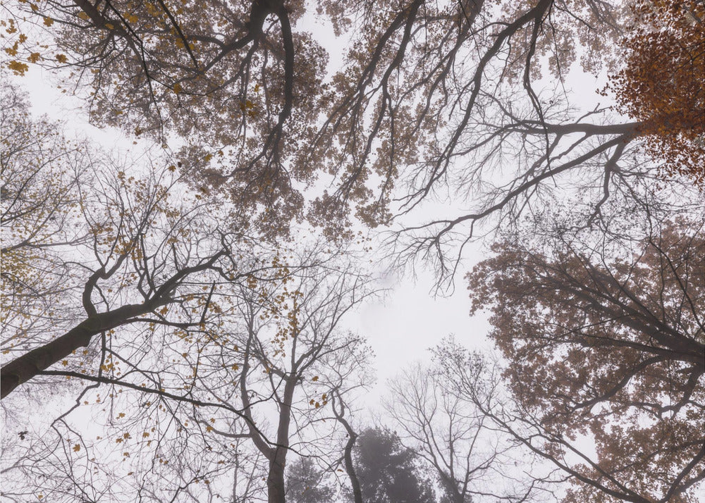 Looking Up 2 | Poster