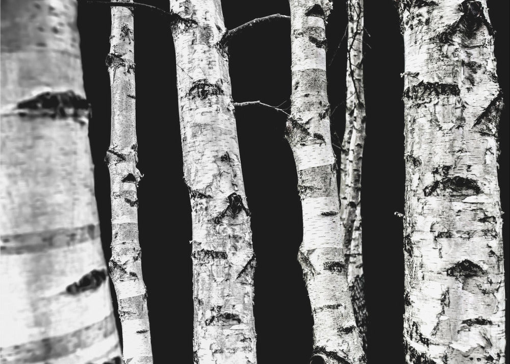 Birch Trees | Poster