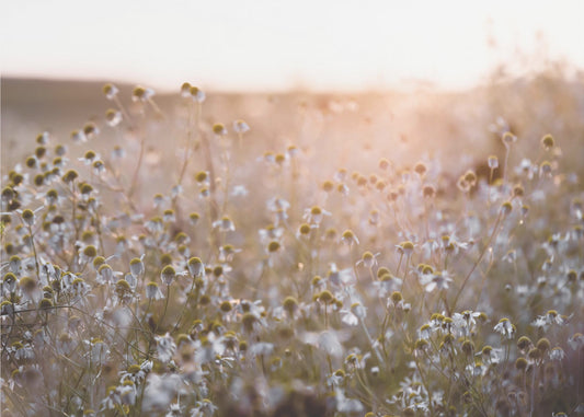 Summer Morning 7 | Poster