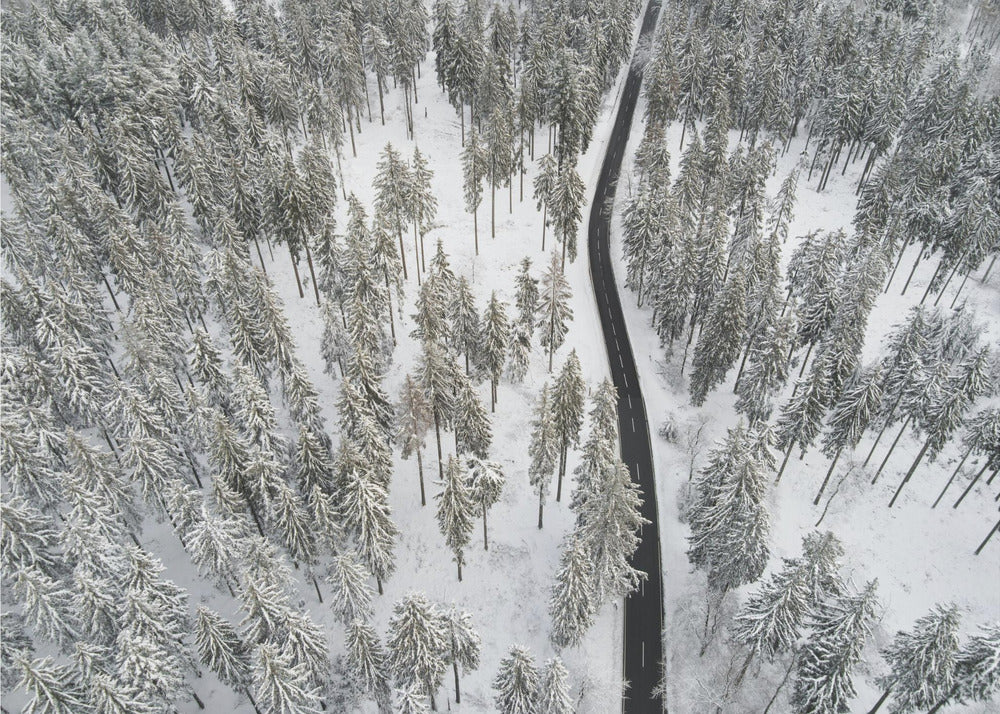 Snow Covered Trees 5 | Poster