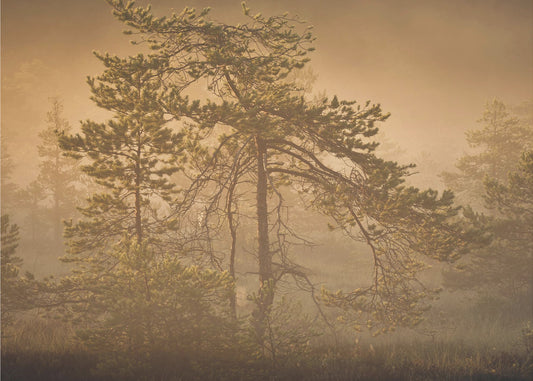 20220809  Dsf8003 1 | Wallpaper