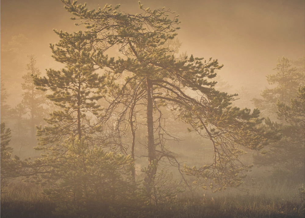 20220809  Dsf8003 1 | Wallpaper