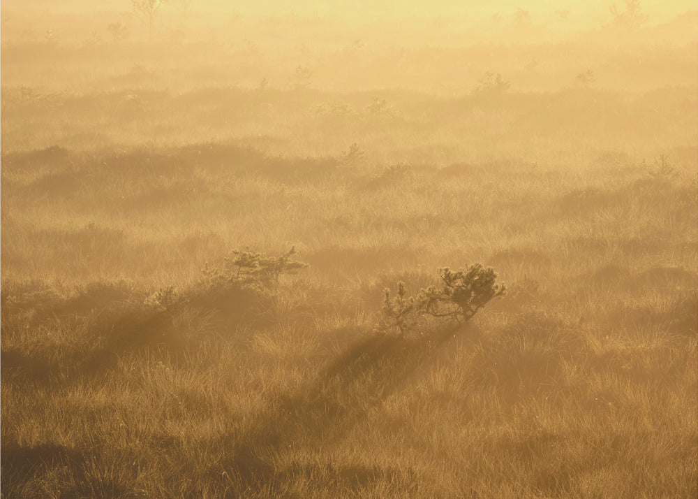 20220809 Dsf8027 1 | Poster