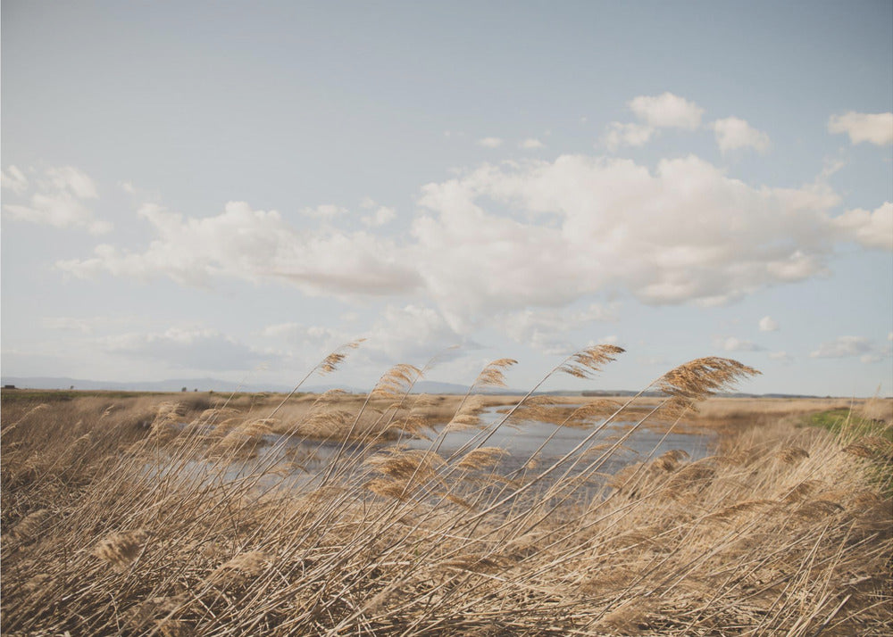 Marshland No.6 | Wallpaper