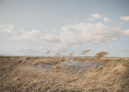 Marshland No.6 | Wallpaper