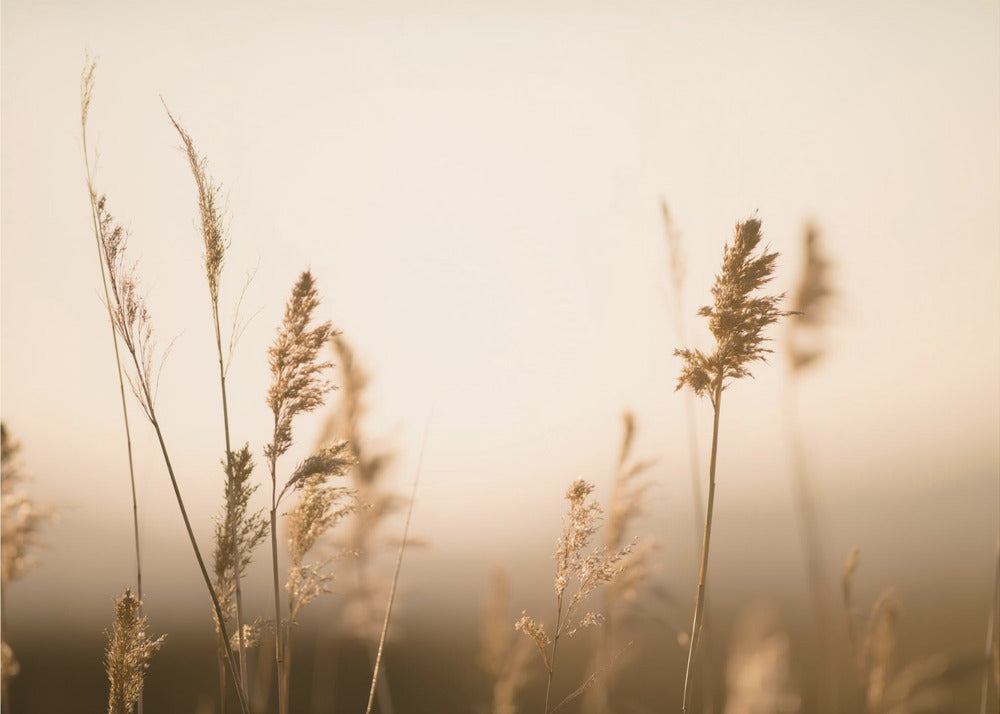 Marsh Grass No.2 | Poster