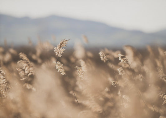 Marsh Grass No.11 | Wallpaper