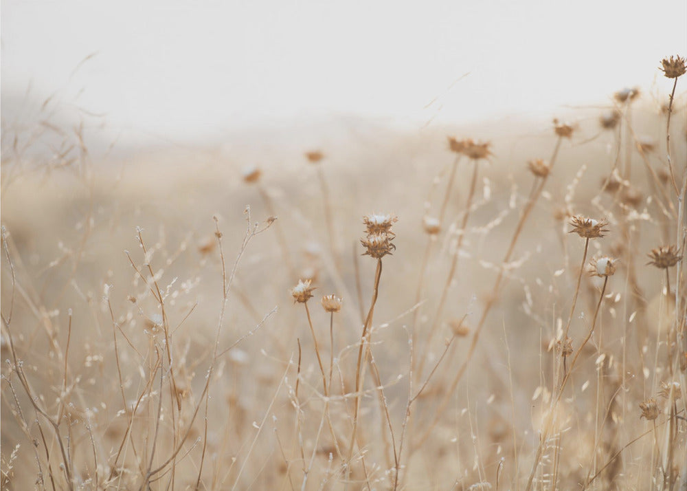 winter thistle no.2 | Poster