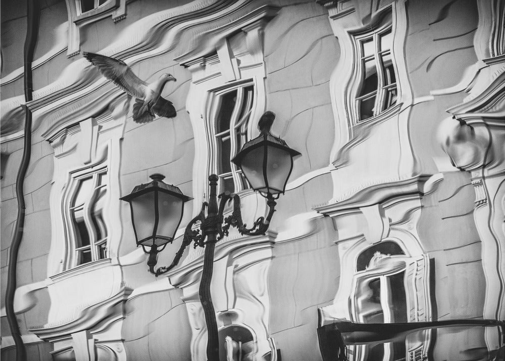 Gull reflection | Wallpaper