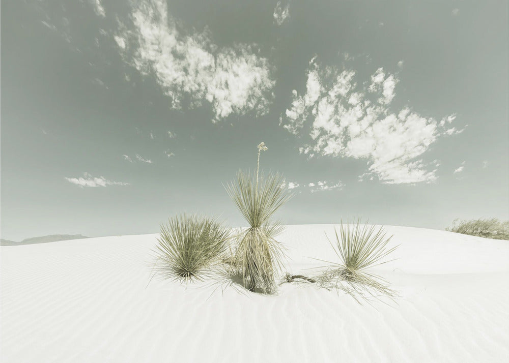 WHITE SANDS Vintage | Canvas