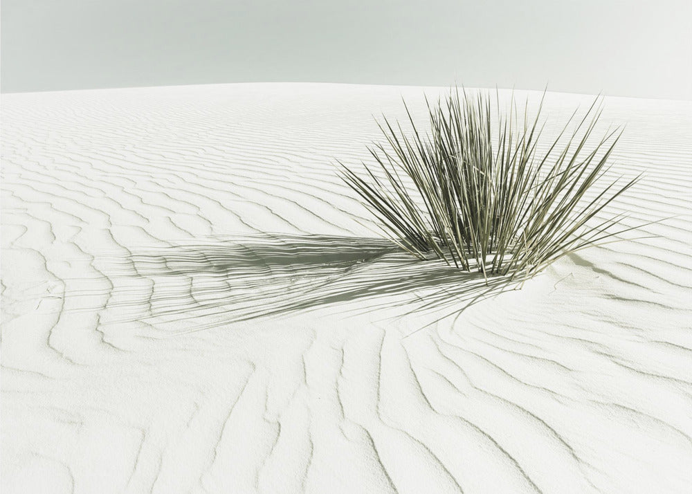 WHITE SANDS Vintage Dune | Canvas
