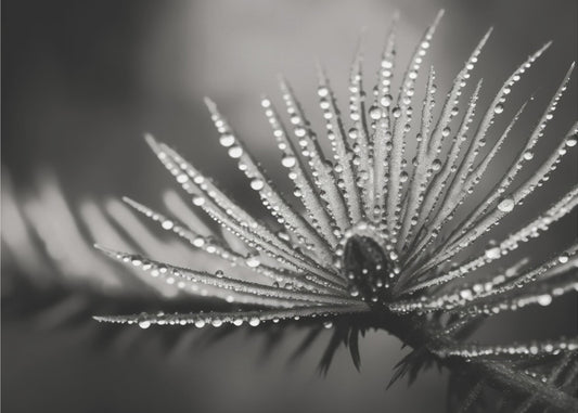 Dewy Elegance | Wallpaper
