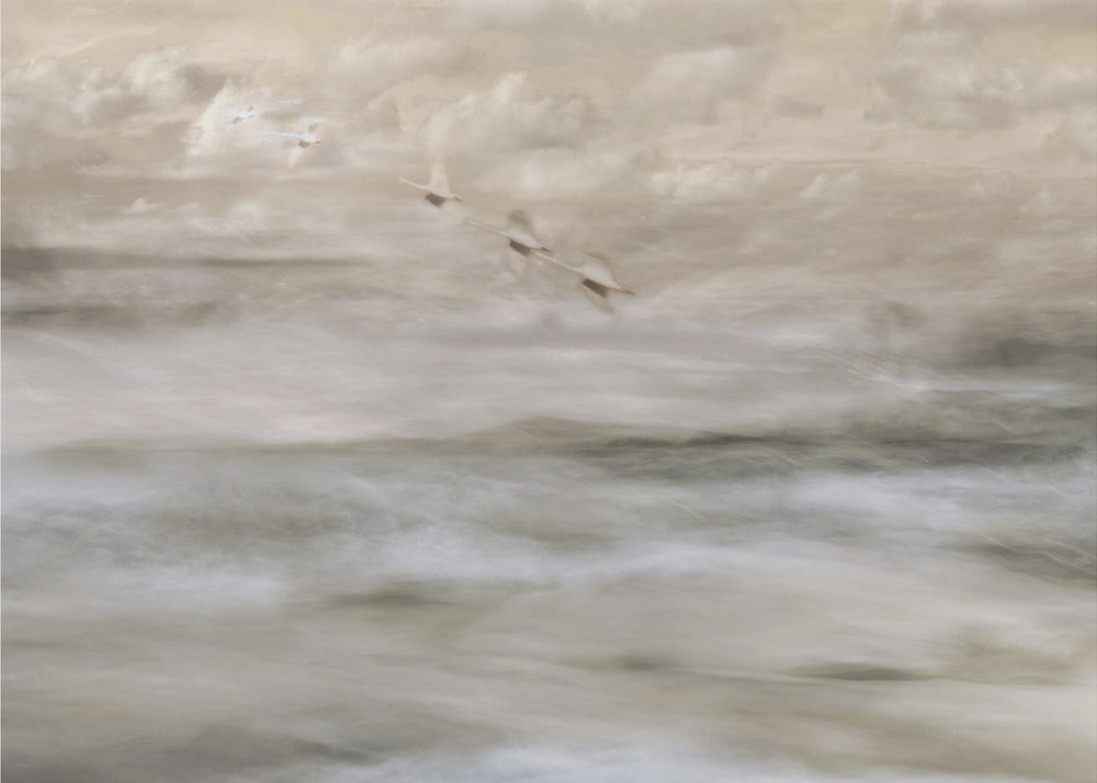 Swans over sea | Poster