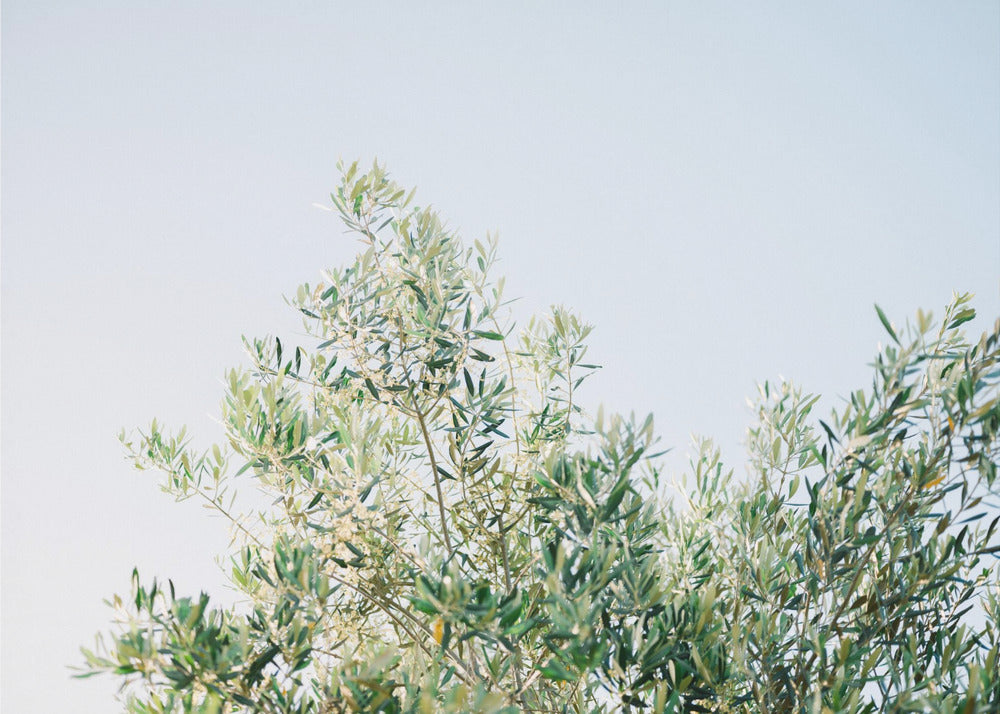 Olives In Ostuni | Italy Travel Photography | Poster