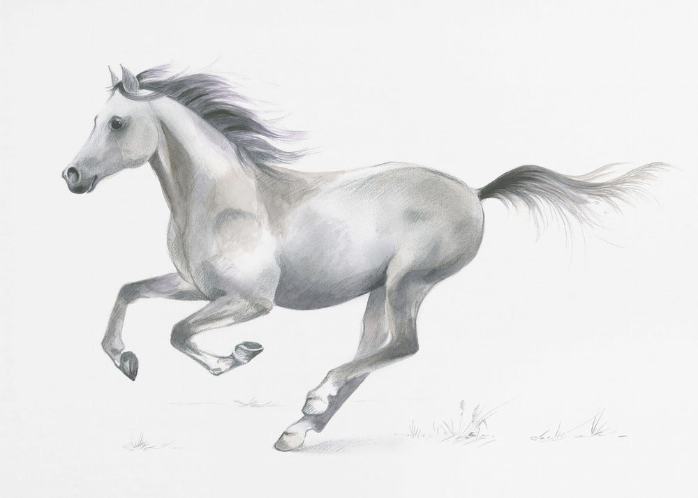 Dynamic Grace of A Galloping Horse | Canvas