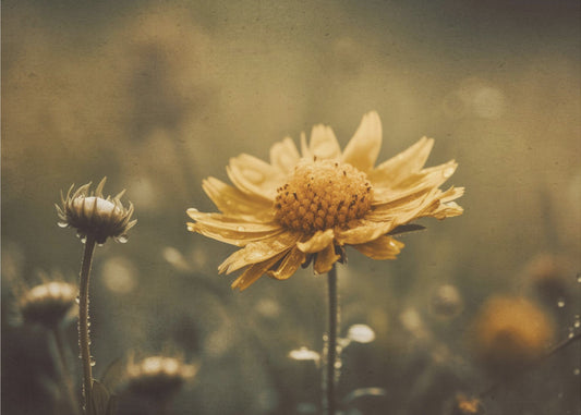 Golden Whisper | Wallpaper