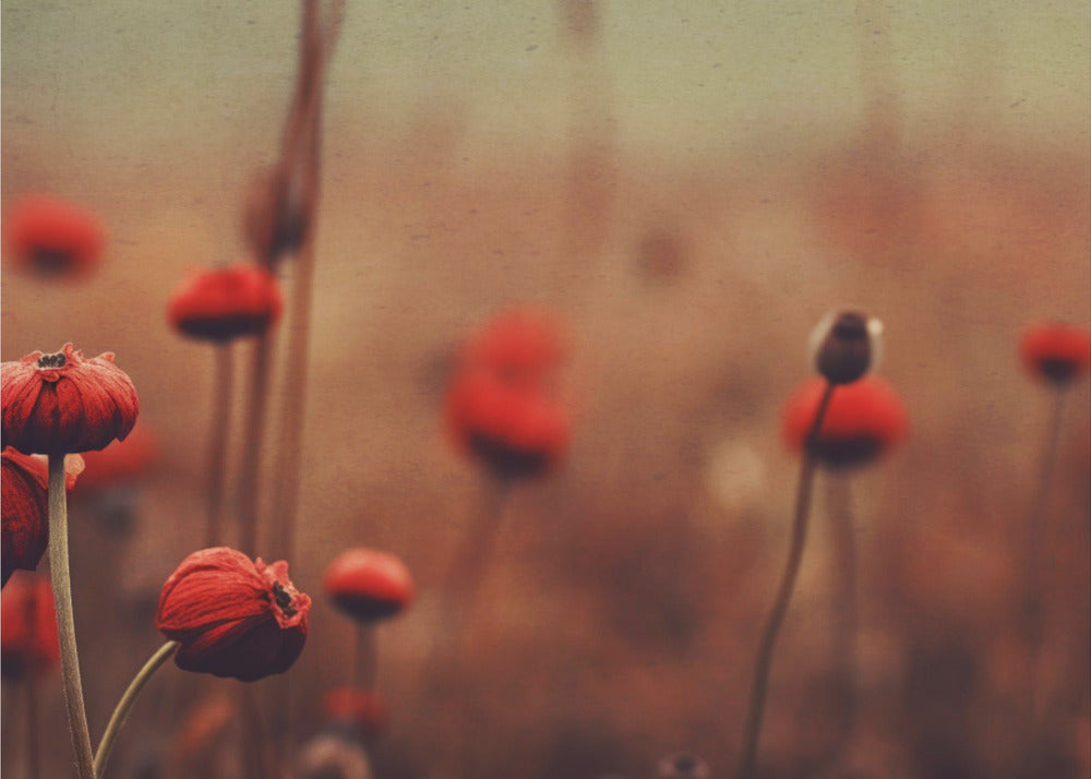 Poppy Dreams | Wallpaper