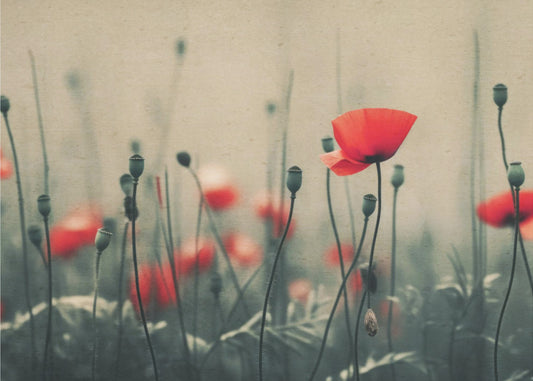 Poppies in the Mist | Wallpaper